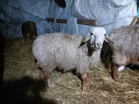 قوچ, Arashan sheep — عکس 1