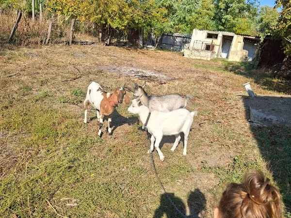 Capră, Capre