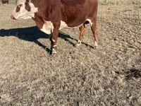 Lembu jantan, Kazakh White-headed cow — foto 3