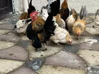 Chickens — 사진 1