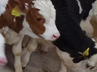 Lembu jantan, Simmental cattle — foto 2