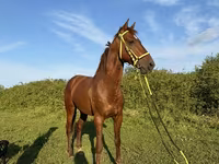 Koń, Akhal-Teke — zdjęcie 2