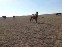Kobyła, Mugalzhar horse — zdjęcie 3