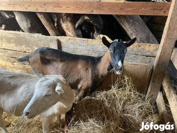 Capra, Alpine goat