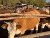 วัวตัวเมีย, Simmental cattle — รูปภาพ 2