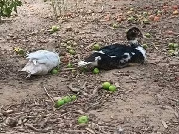 Ducks