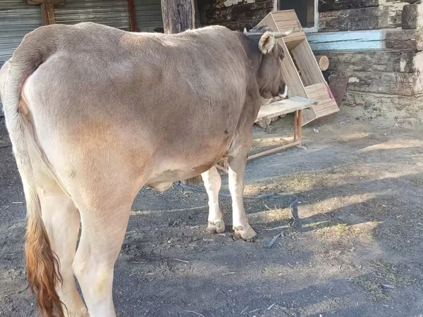 Krava, Alatau pasmina