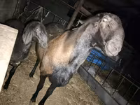 مینڈھا, Hissar sheep — تصویر 2