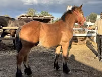 Hingst, Heste — foto 1
