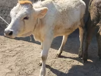 Býk, Swiss cattle — foto 6