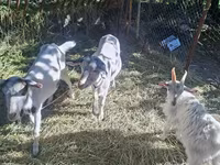 Kambing jantan, Goats — foto 1