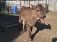 Lembu ternakan (lot, jantina tidak dinyatakan), Cattle — foto 4