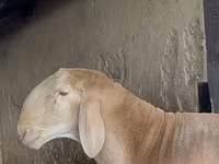 Koç, Arashan sheep — foto 1