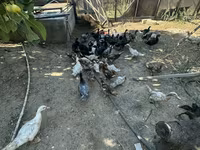 Ducks — الصورة 1