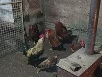 Chickens — 사진 2