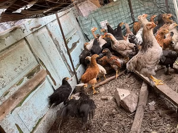 Chickens