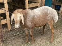 Ovan, Arashan sheep — fotografija 4