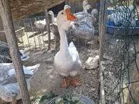 Geese — புகைப்படம் 4