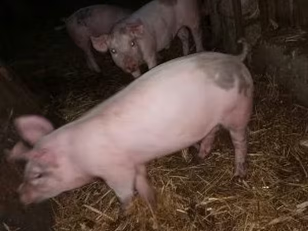 Porci (lot, sex nespecificat), Дюрок