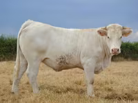 Ko, Charolais cattle — foto 3