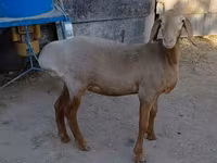 Domba betina, Arashan sheep — foto 2