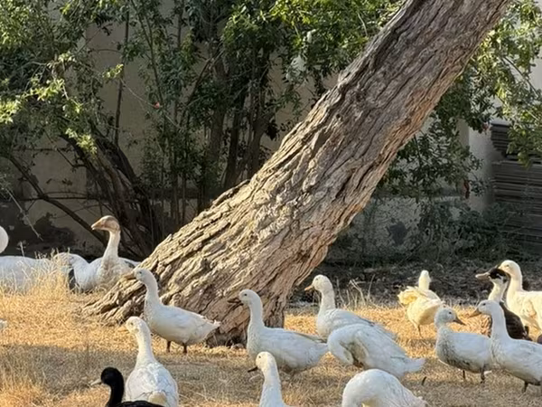Ducks — Azerbaijan