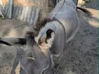 公马, Horses — 照片 1