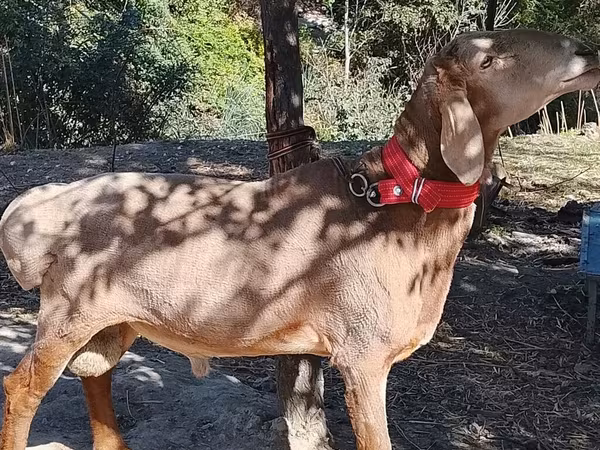 قوچ, Arashan sheep