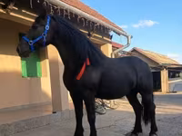 Hoppe, Friesian — foto 3