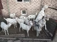بز (گروه، جنسیت مشخص نشده), Saanen goat — عکس 3
