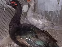 Ducks — รูปภาพ 7