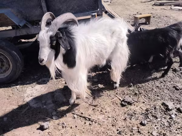 แพะตัวเมีย, Angora goats