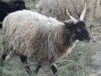 Ram, Racka sheep — foto 1