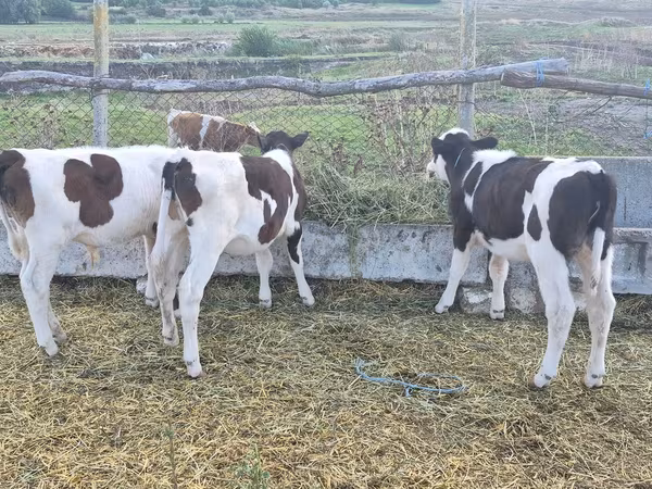 Bull, Cattle — Moldova