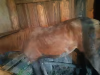 Kuda betina, Horses — foto 4