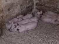 Babi betina, Pigs — foto 5