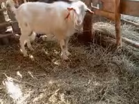 ፍየል, Goats — ፎቶ 5