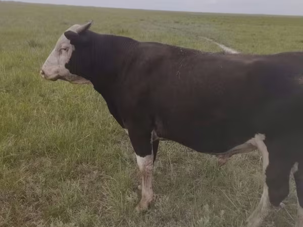 Bika, Russian Black pied cattle