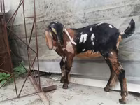 Koza, Nubian Goat — zdjęcie 8