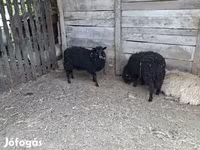 Owca, Baerchuke sheep — zdjęcie 2
