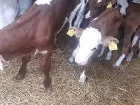 Бик, Simmental cattle — снимка 3