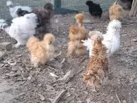ไก่เดนมาร์ก — รูปภาพ 5