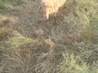 Ido, Sheep — sawirka 6