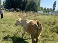 Kuh, Rinder — Foto 4