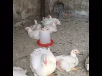 Chickens — foto 1