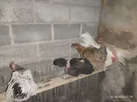 Chickens — foto 3