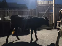 Bovine (lot, sex nespecificat), Simmental cattle — foto 5