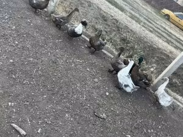 Ducks