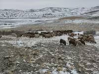 Ram, Edilbay sheep — foto 2