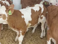 Toro, Simmental cattle — foto 2